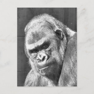 CARTE POSTALE GRUMPY GORILLA