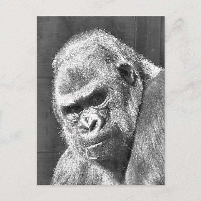 CARTE POSTALE GRUMPY GORILLA (Devant)