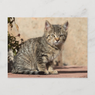 Carte Postale Grumpy Kitten