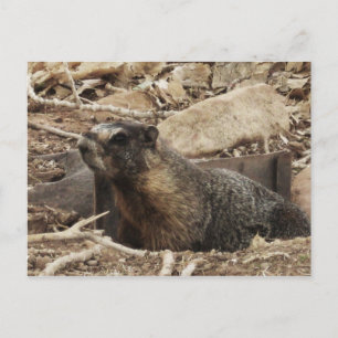 Carte Postale Grumpy Marmot