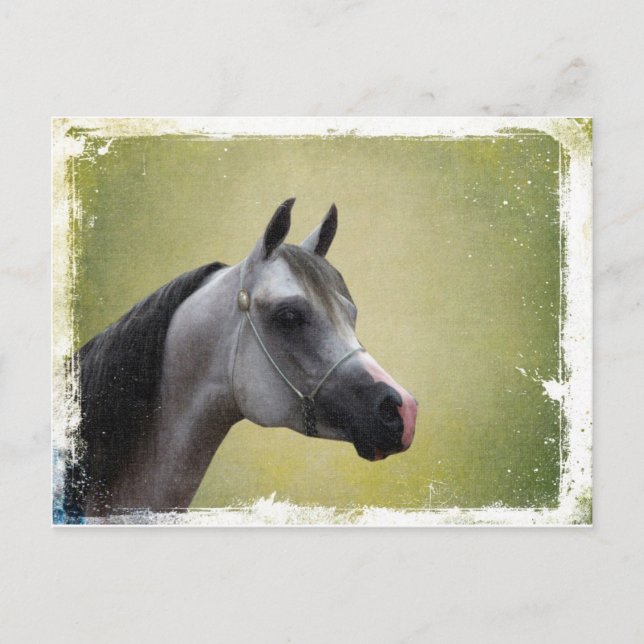 Carte Postale Grunge Arabian Horse (Devant)