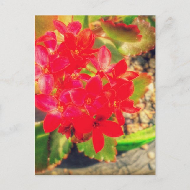 Carte Postale Grunge Fleur Rouge En Floraison (Devant)