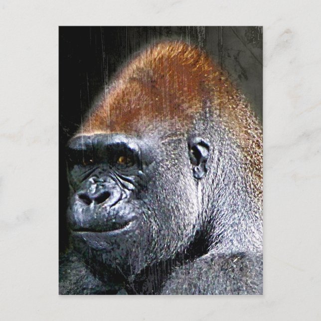 Carte Postale Grunge Lowland Gorilla Gros plan (Devant)