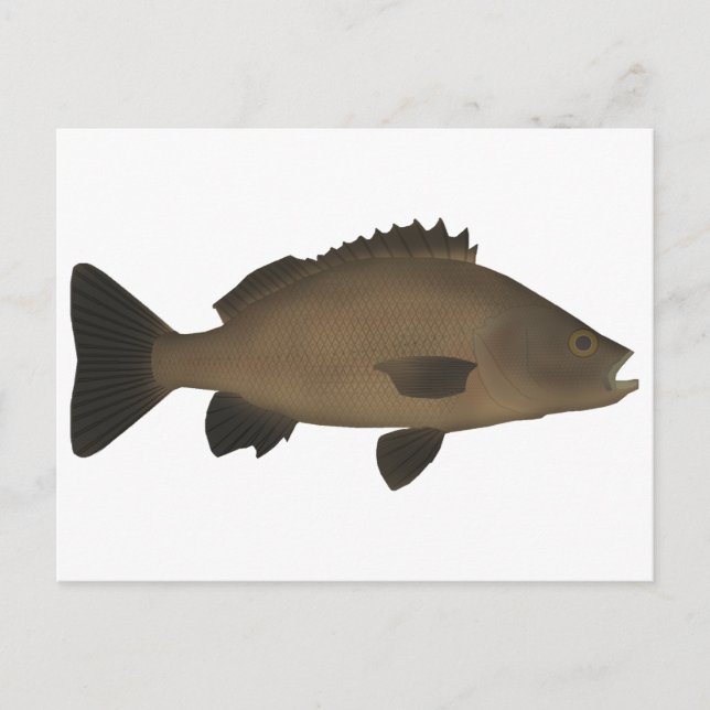 Carte Postale Grunter (Devant)