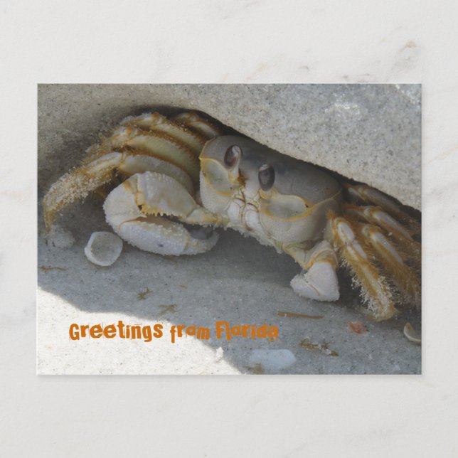 Carte Postale Grüße aus Florida Grußkarte Postkarte (Devant)