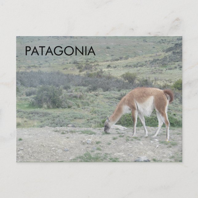 Carte postale Guanaco Llama, Patagonie, Chili (Devant)