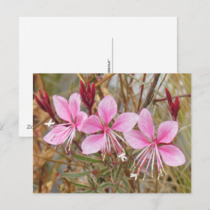 Carte postale - Guara rose