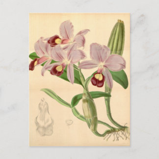 Carte Postale Guarianthe skinneri (comme Cattleya skinneri)