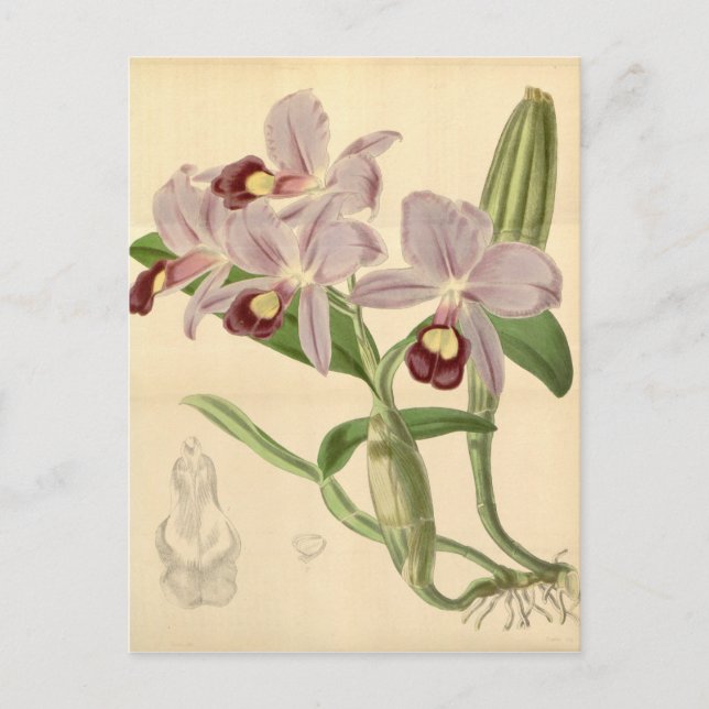 Carte Postale Guarianthe skinneri (comme Cattleya skinneri) (Devant)