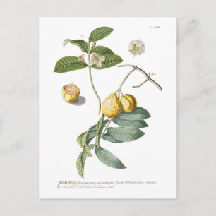 Carte Postale Guava
