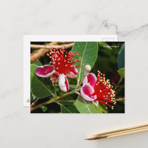 Carte Postale Guava ananas / Guavasteen / Feijoa