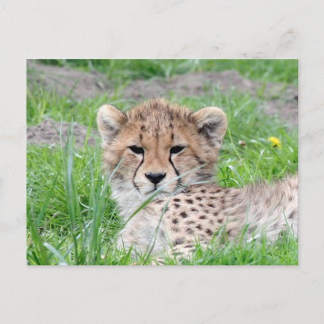 Carte Postale Guépard 002 (Devant)
