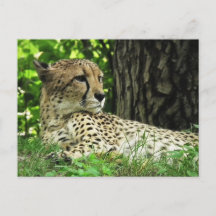 Guépard (Acinonyx Jubatus) Dans La Jungle