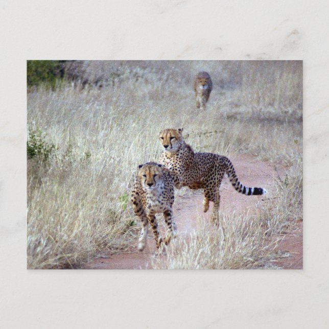 Carte Postale Guépards en Namibie (Devant)