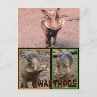 CARTE POSTALE GUERRES - ANIMAUX SAUVAGES