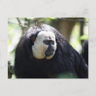 Carte Postale Guianan saki