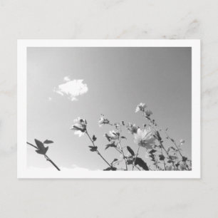 Carte Postale Guimauve arborescente en fleurs