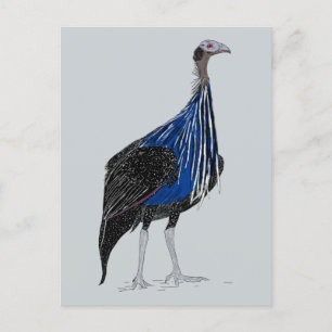 Carte Postale Guineafowl Vulturine