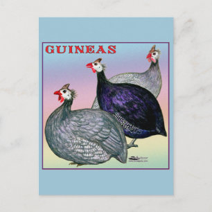 Carte Postale Guineas Trois Fowl