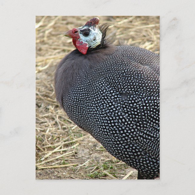 Carte Postale Guinée (Devant)