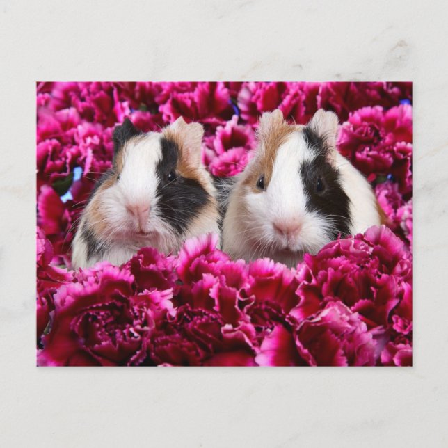 Carte Postale Guinée Pigs in the Flower Bed (Devant)