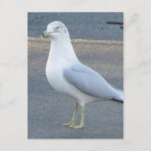 Carte Postale Gull