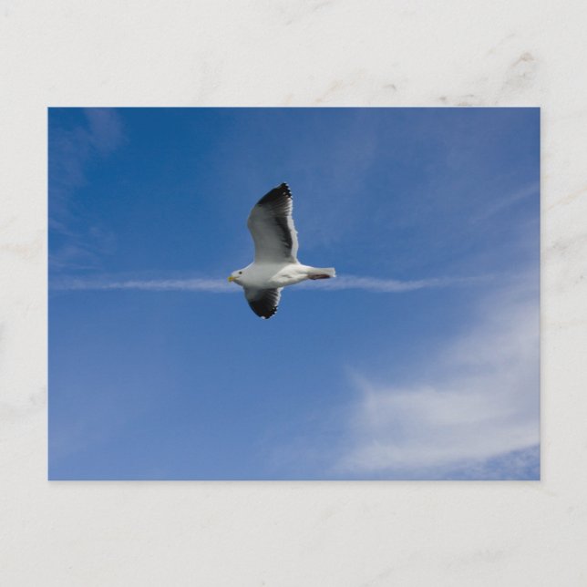 Carte Postale Gull de San Francisco (Devant)