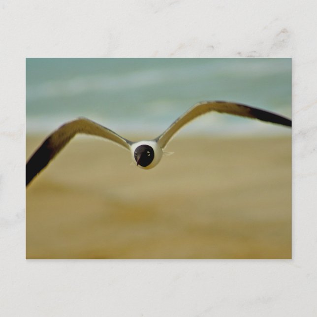 Carte Postale Gull vient vers moi (Devant)