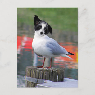Carte Postale Gulldog