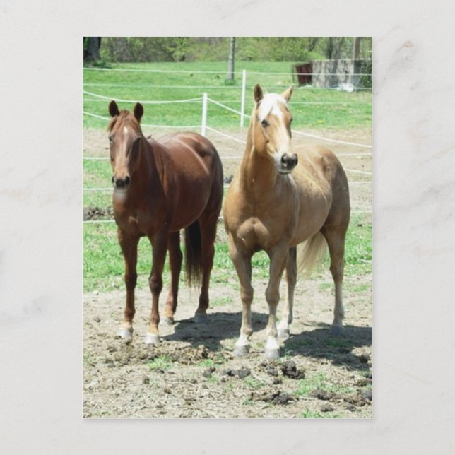 Carte Postale Gumpy et Limited (Devant)