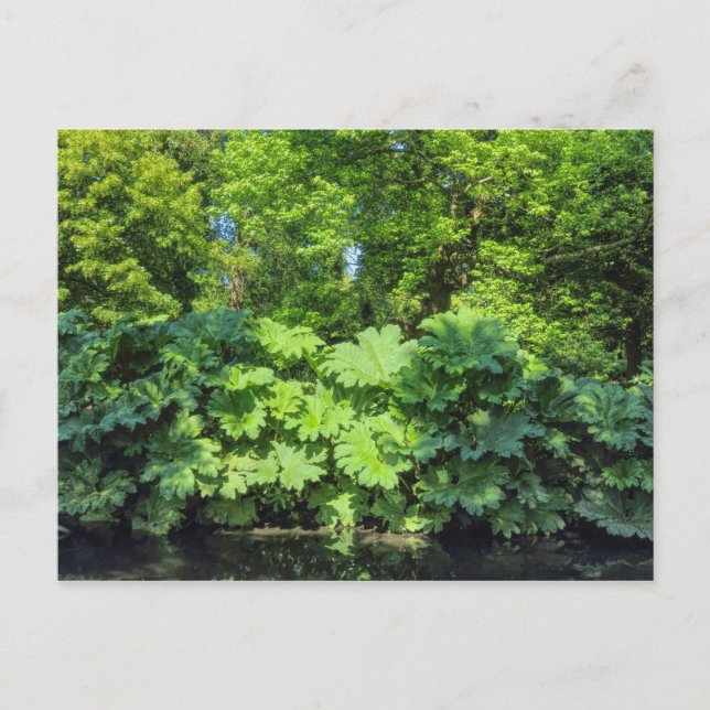 Carte Postale Gunnera Tinctoria. Bute Park, Cardiff, Wales. (Devant)