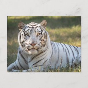Carte Postale Gus -