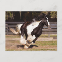 Carte postale Gypsy Gold Gypsy