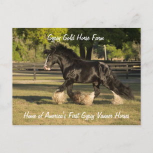 Carte postale Gypsy Or Gypsy Vanner BB King