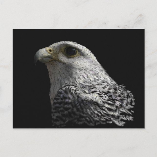Carte Postale Gyrfalcon arctique (Devant)