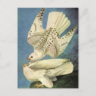 Carte Postale Gyrfalcon, John James Audubon