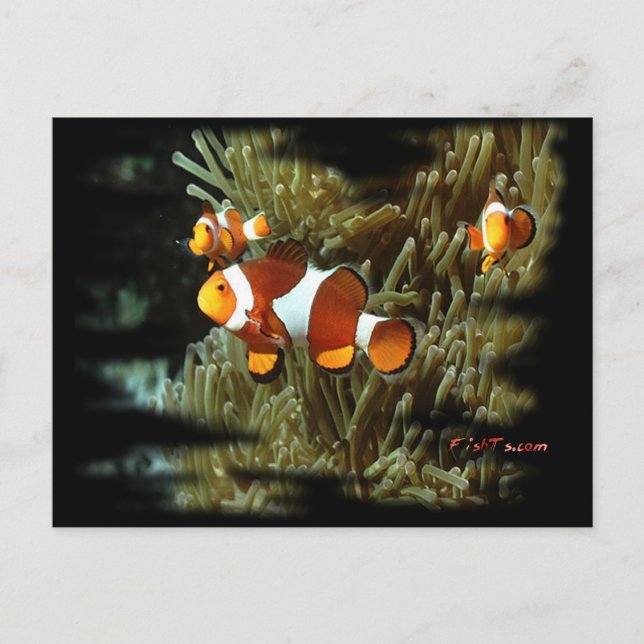 Carte Postale H2Oasis Clowfish (Devant)