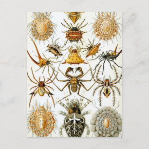 Carte Postale Haeckel Arachnida