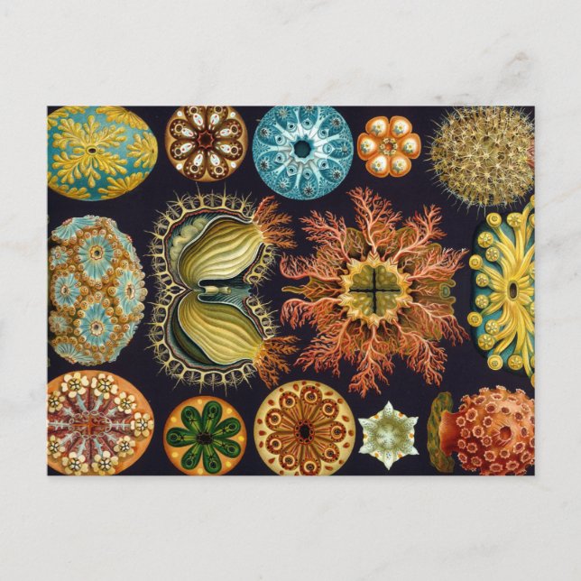 Carte Postale Haeckel Ascidiae plusieurs produits sélectionnés (Devant)