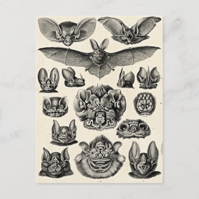 Carte Postale Haeckel Chiroptera (Devant)