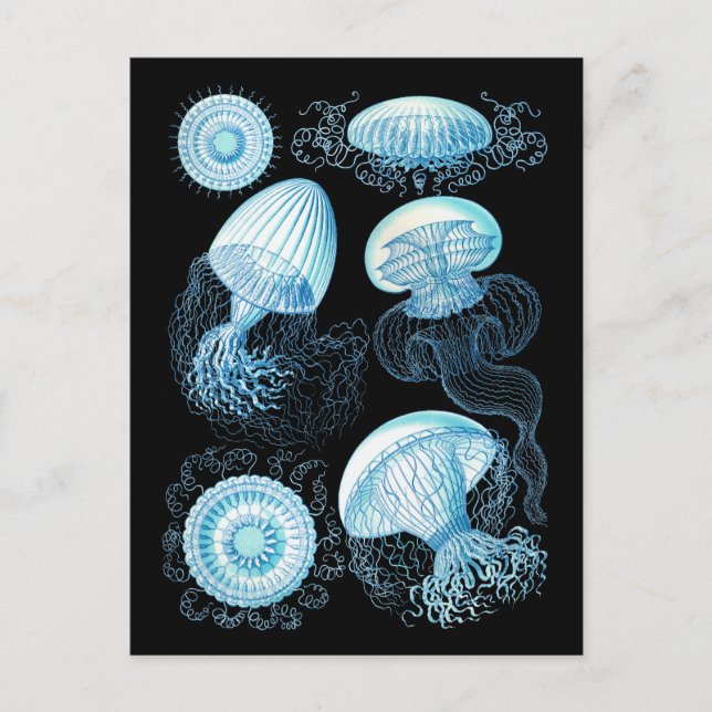Carte Postale Haeckel Jellyfish (Devant)