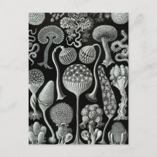 Carte Postale Haeckel Mycetozoa