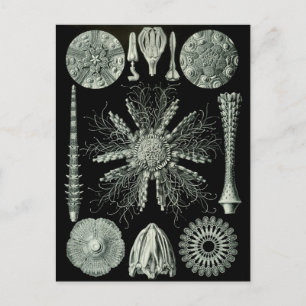 Carte Postale Haeckel Négatif