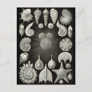 Carte Postale Haeckel Négatif