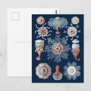 Carte Postale Haeckel Siphonophorae Art de la Nature Gravure Anc