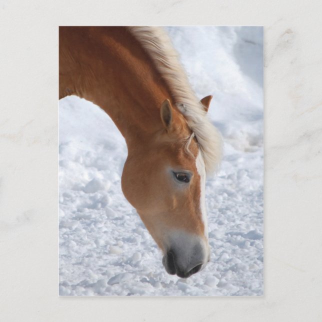Carte Postale Haflinger 1 (Devant)