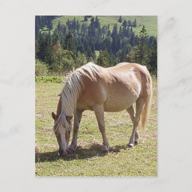 Carte Postale Haflinger Palomino Pony en été Pony Photo (Devant)