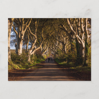 Carte Postale Haies sombres Irlande