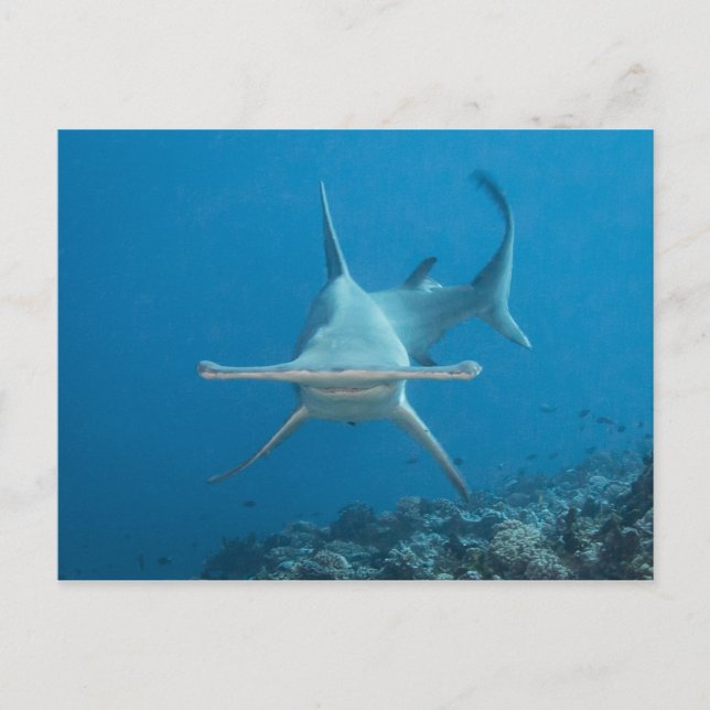 Carte postale Haifisch, Hammerhead ハ, ヘ ド. Postkarte (Vorderseite)