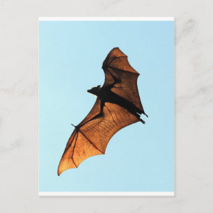 Carte Postale Halloween déplaisant renard volant (chauve-souris